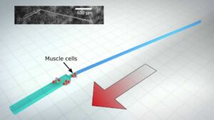 biobots b