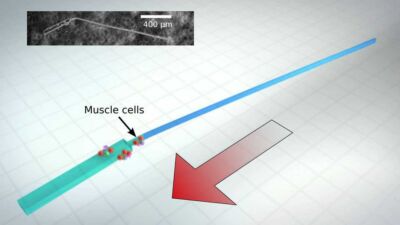 biobots b