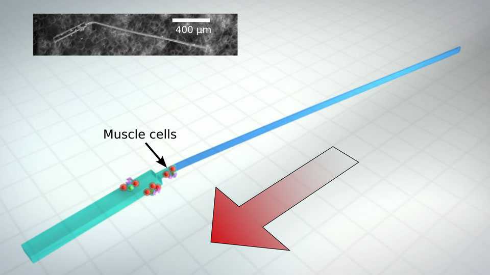 biobots_b