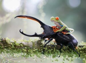 NicolasReusens Spain Shortlist Open NatureWildlife 2014 verge super wide