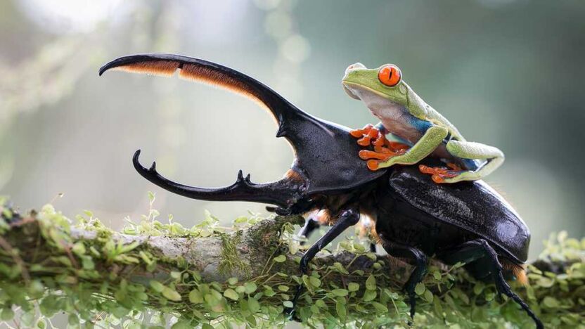 NicolasReusens Spain Shortlist Open NatureWildlife 2014 verge super wide