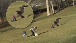 hoax eagle grabbing a kid