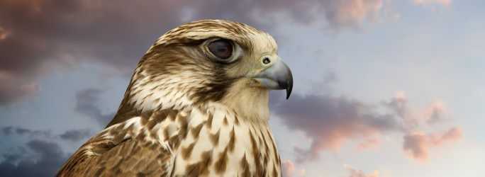 falcon