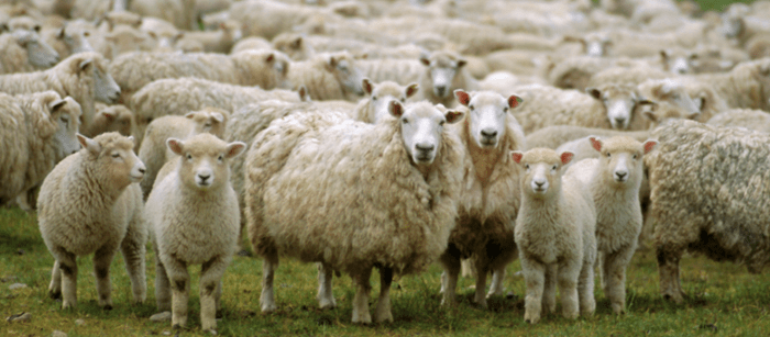 sheep LastPass LastPass LastPass