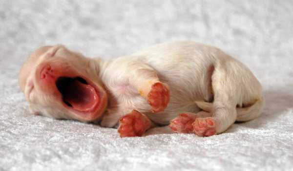 Netflix Sleepy Puppy Open Source
