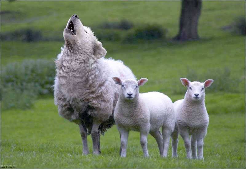 sheep wolf microsoft