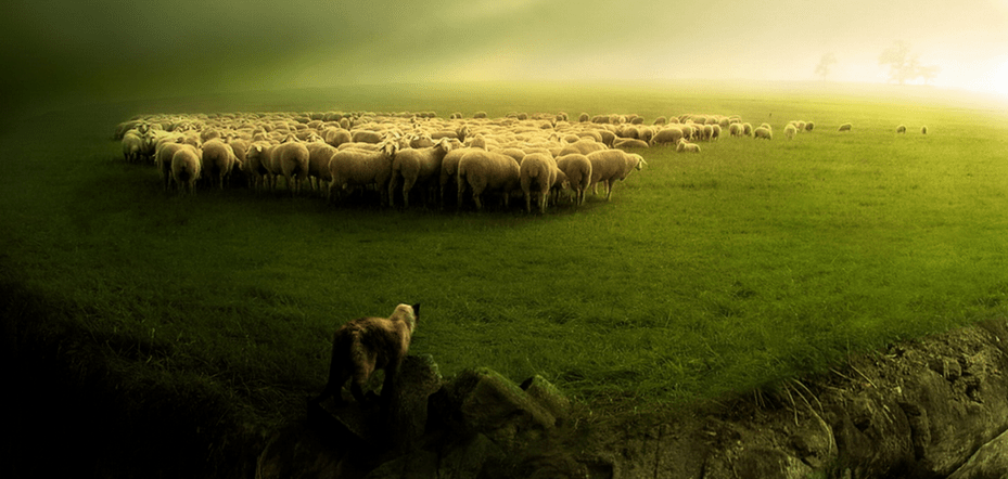 sheeps Facebook