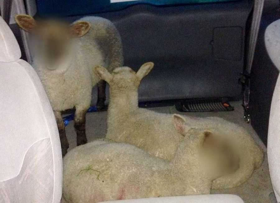 lambs faces West Midlands
