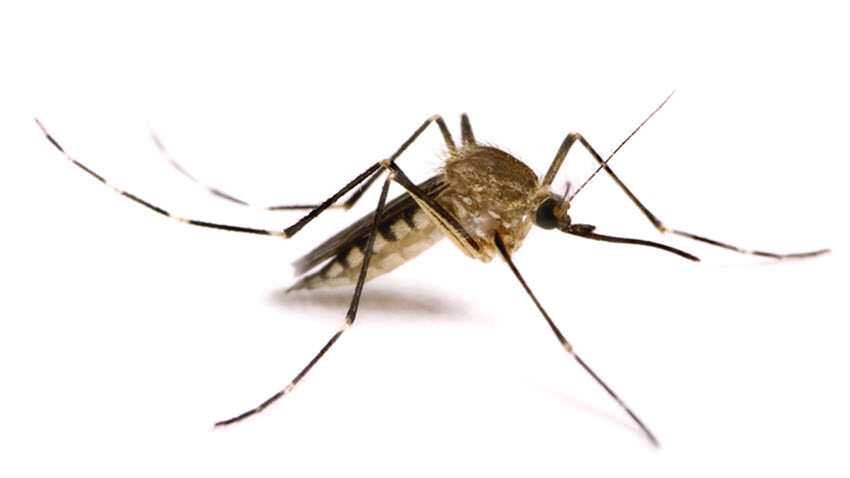 Mosquito 1 Microsoft