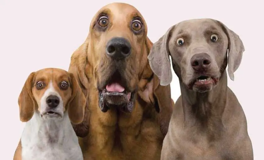 Hilariously-Surprised-Dogs Windows 10