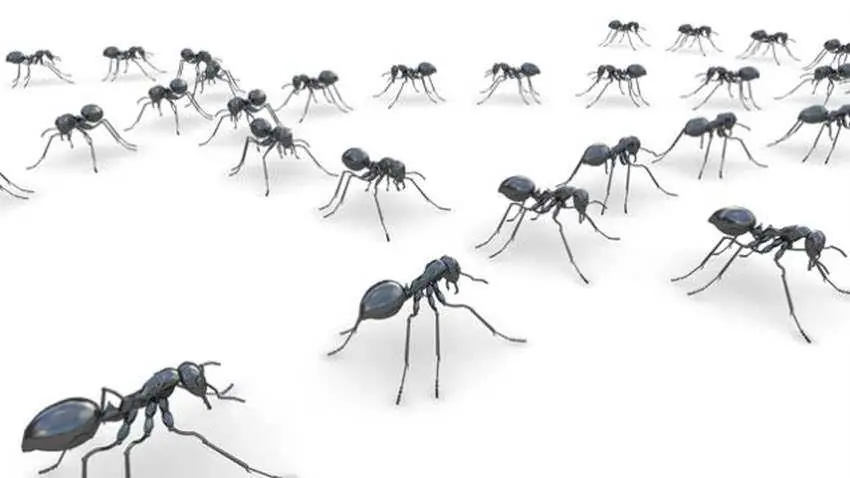 MIT ANTS