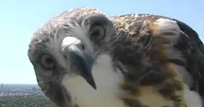 hawk_feature γεράκι