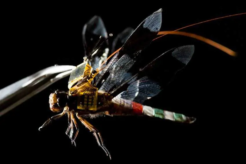 drone