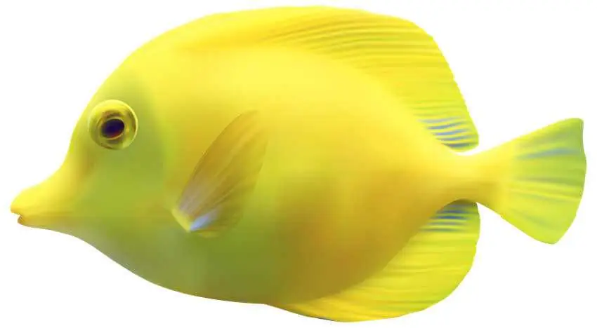 Copyfish