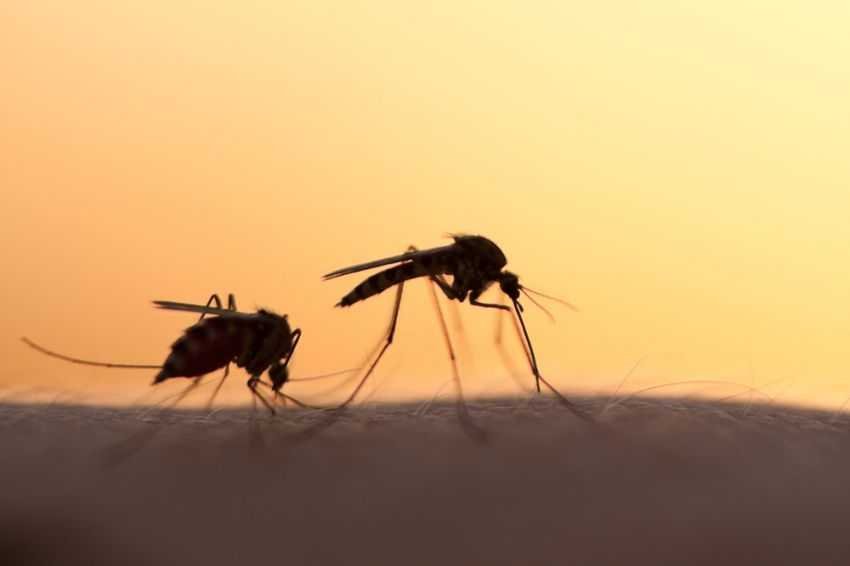 google mosquitoes