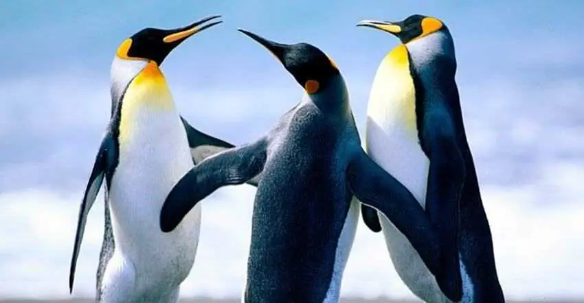 Linux Open Source