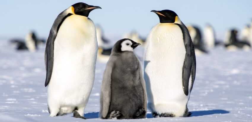 Linux