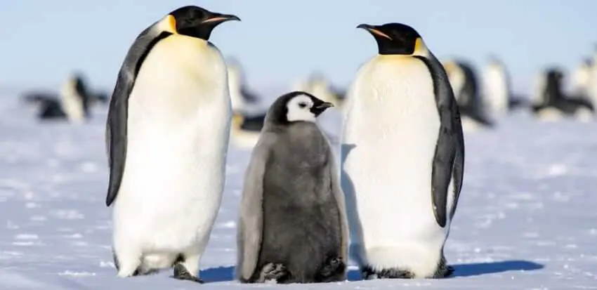 Linux