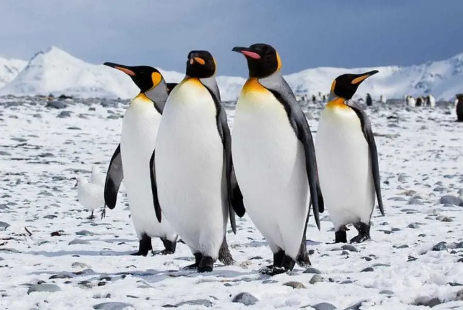 Linus Torvalds