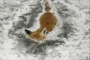 Firefox