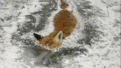 Firefox