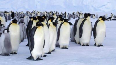 pinguine
