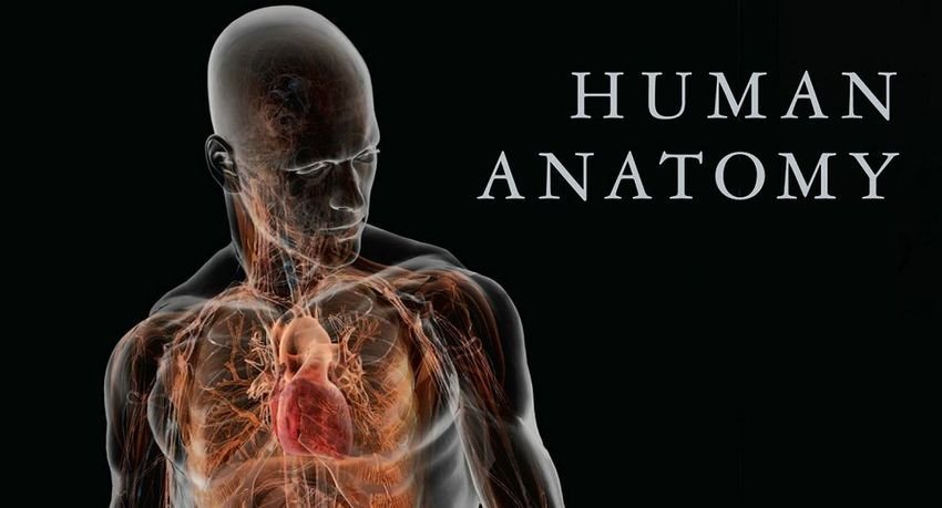 human anatomy