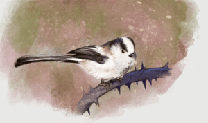 birdweek sketch1longtailedtit