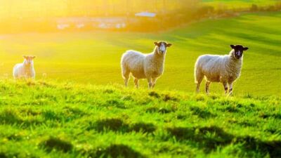 sheep