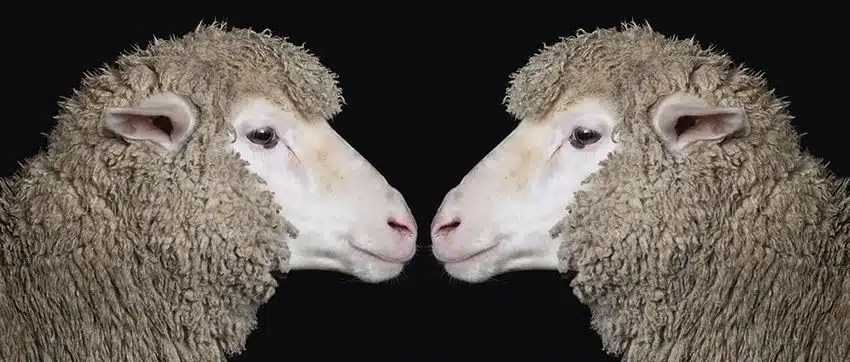 clone