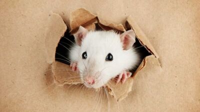 mouse