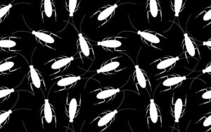 cockroaches