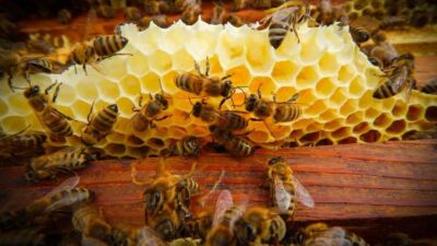 bees
