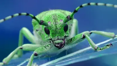 bug
