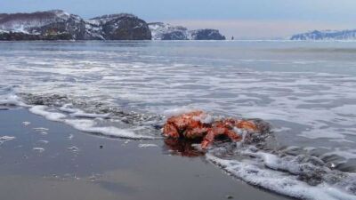 cancer crab