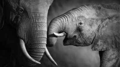 elephants