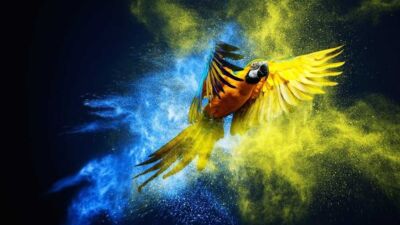 parrot