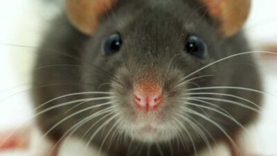 rat