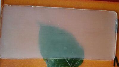 transparent wood