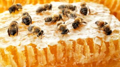 bees