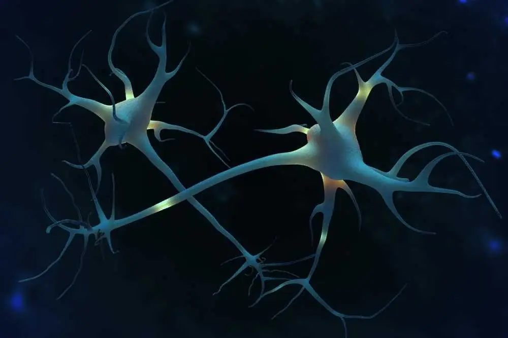 brain digital