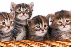 charming kitten s bellaciao malware