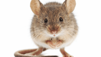 mouse