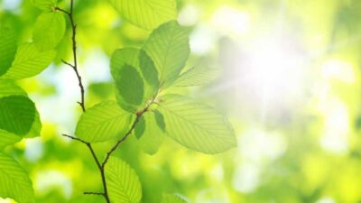 photosynthesis