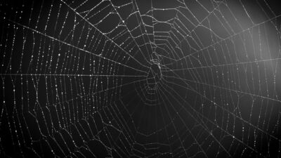 spider net