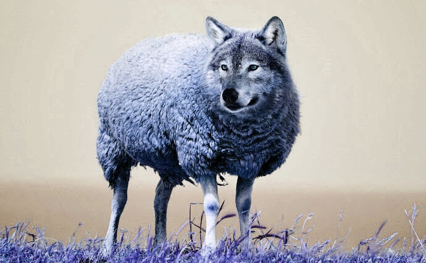 wolf sheep