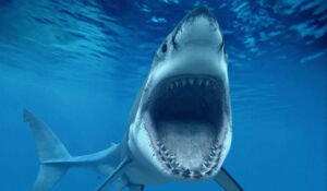 shark