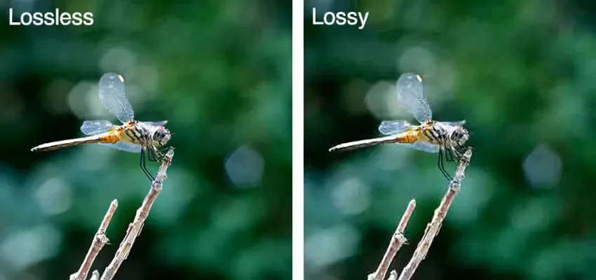 lossless vs lossy compression dragonfly
