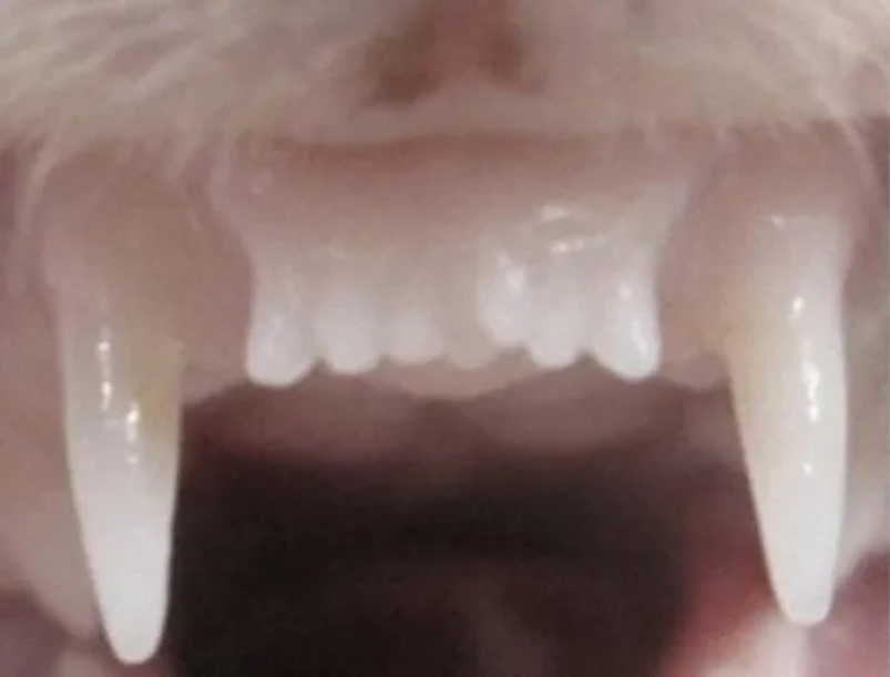 ferret teeth