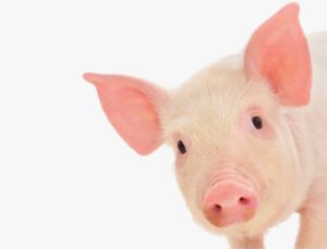 pig